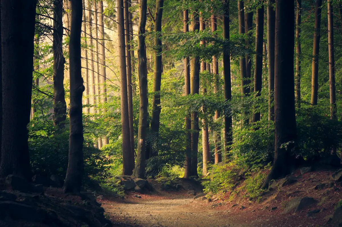 Phân khu Zen Park Vinhomes Sài Gòn Park: Công viên Thiền (Karuizawa)